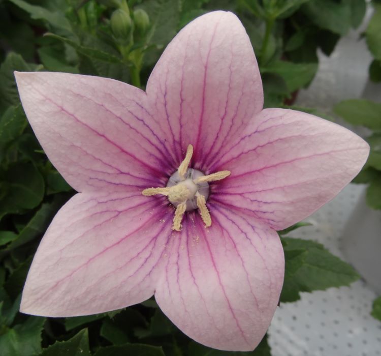 Balon Çiçeği Tohumu ( Büyük Çan Çiçeği ) Pembe Renkli - 5 Tohum