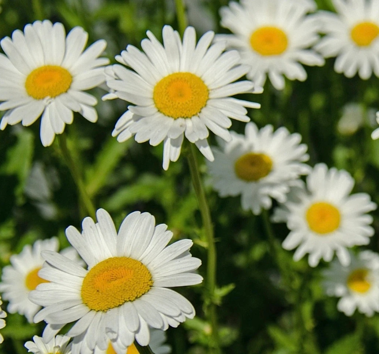 Papatya Tohumu ( Kalıcı Yüksek boylu ) - Beyaz Renkli - 40 Tohum