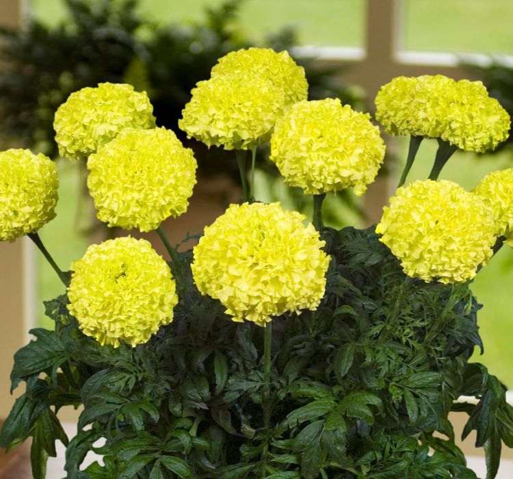 Kadife Çiçeği ( Marigold Büyük Çiçek ) Sarı Renkli - 10 Tohum