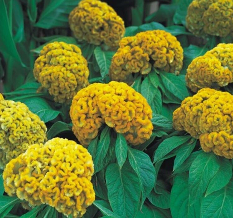 Horoz İbiği Tohumu ( Balta Geniş Çiçek ) - Sarı Renkli - 40 Tohum