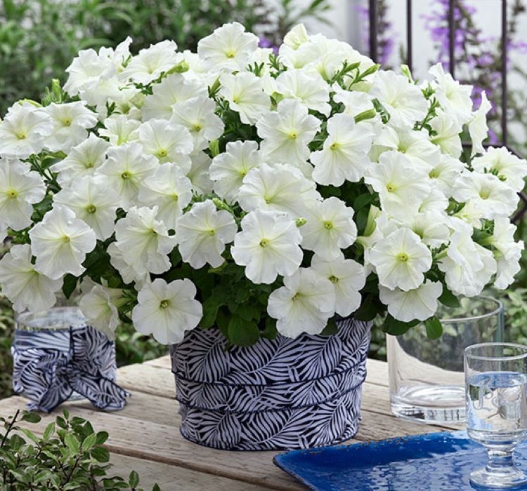 Petunya - Büyük Dev Salkım Sarkıcı - BEYAZ ( 5 Tohum )