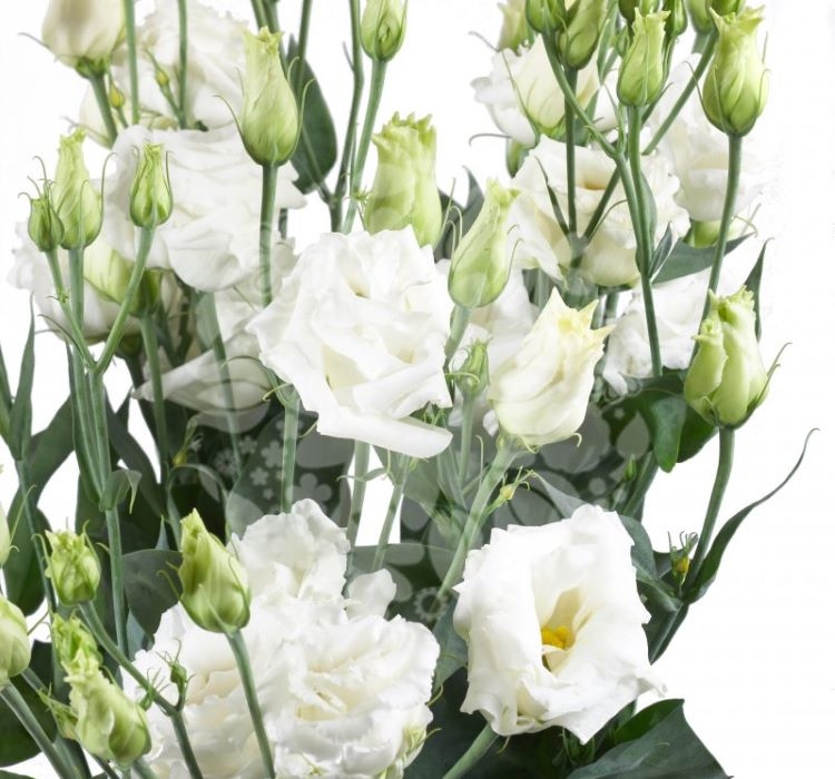 Lisianthus ( Lale Gül ) BÜYÜ Serisi - BEYAZ ( 5 Tohum )