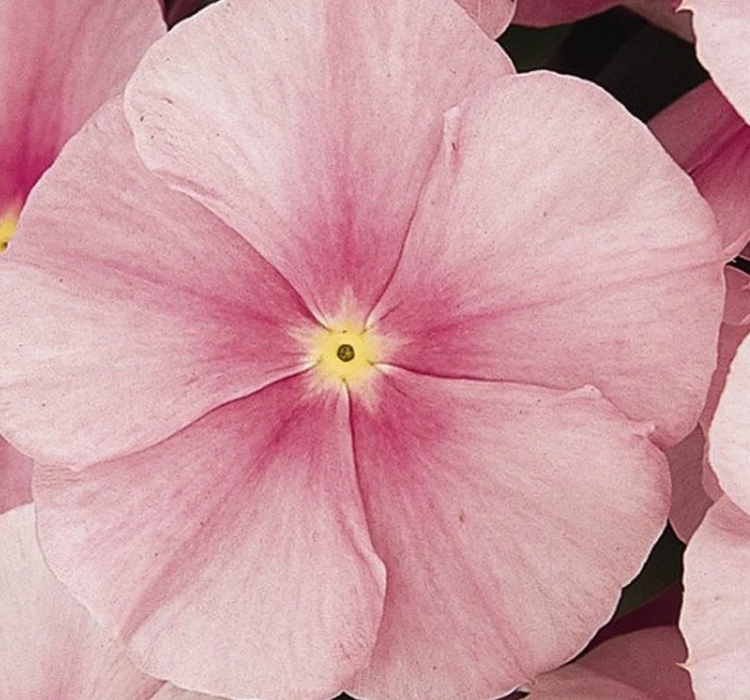 Rozet Çiçeği ( Çok Çiçekli Çok Dallanan ) Buz Pembe Renkli - 15 Tohum