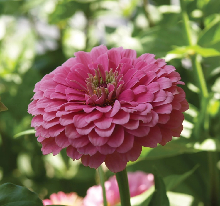 Zinnia - Kirli Hanım Tohumu ( Dev çiçekli, Uzun Boylu ) - Pembe Renkli - 5 Tohum