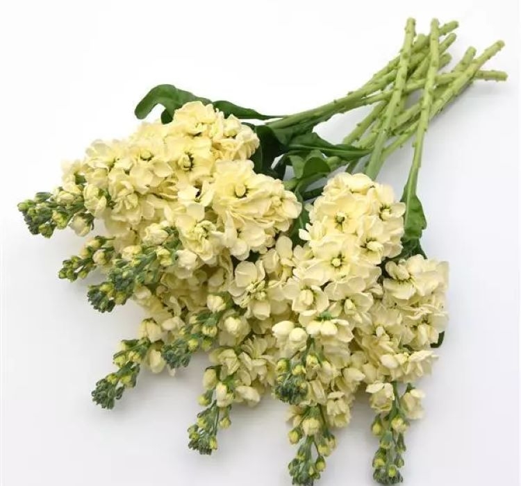 Şebboy Tohumu ( Kokulu Çok Uzun Boylu ) - Sarı Renkli - 10 Tohum