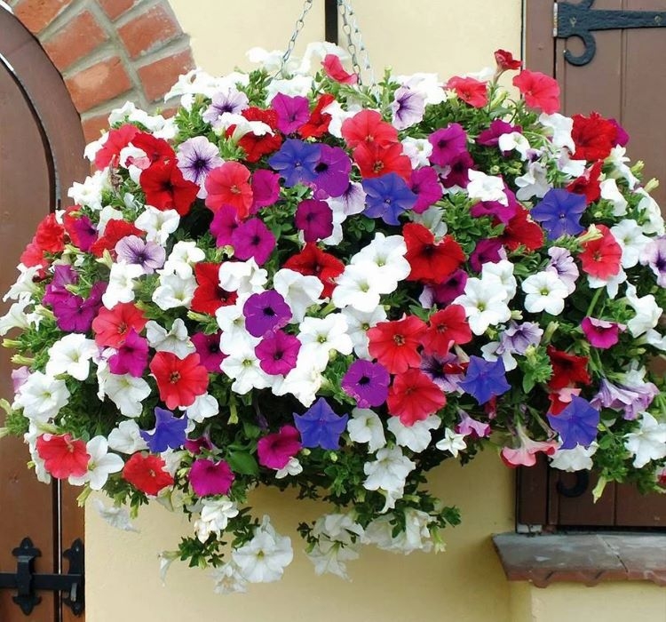 PETUNYA ( ÇOKLU TOHUM ) - 80 Tohum - KARIŞIK Renk