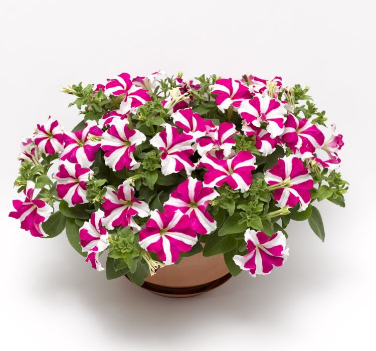 Petunya Çiçeği Tohumu ( İri çiçekli Bodur ) Gül Yıldız Renkli - 15 Tohum