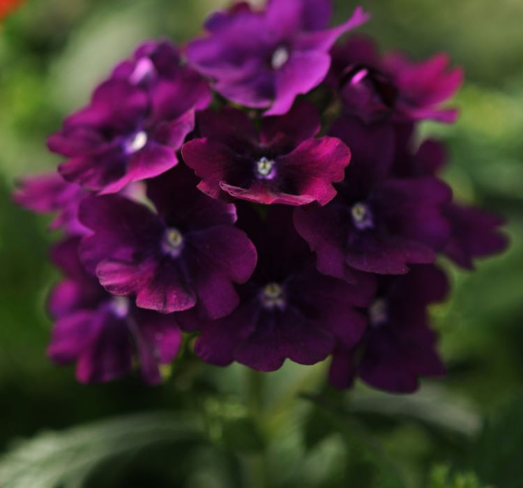 Mine Çiçeği ( Sarkan Çok Dallanan ) Mor Renkli - 10 Tohum