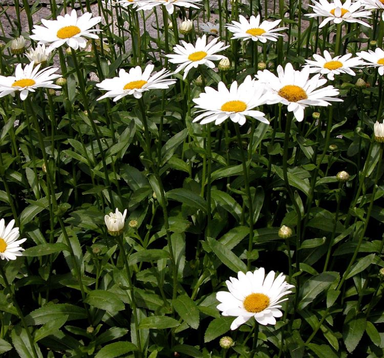 Papatya Tohumu ( Alman Kalıcı Bodur ) Beyaz Renkli - 5 Tohum