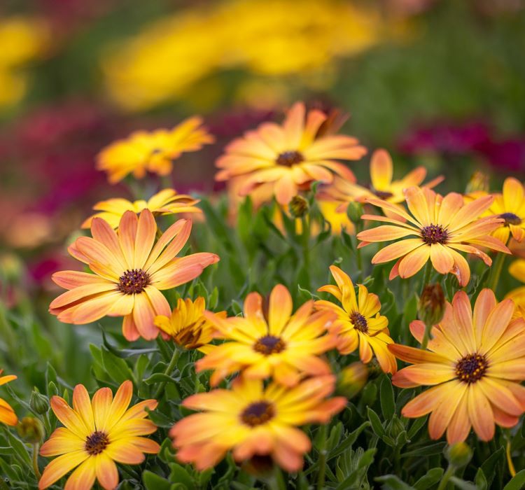 Bodrum Papatyası ( Kalıcı Çok Çiçeklenen ) Turuncu, Kırmızı Renkli - 5 Tohum