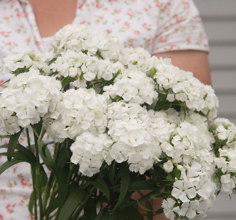 Karanfil Tohumu ( Çok Uzun ve Tek Kat Çiçek )  - Beyaz Renkli - 5 Tohum