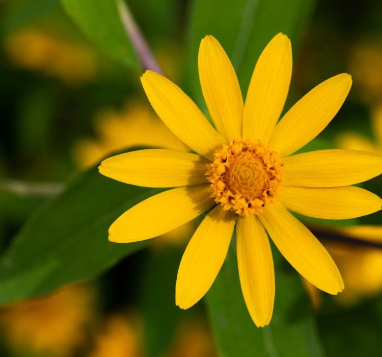 Madalyon Çiçeği Tohumu ( Büyük Geniş Bitki ) Sarı Renkli - 10 Tohum
