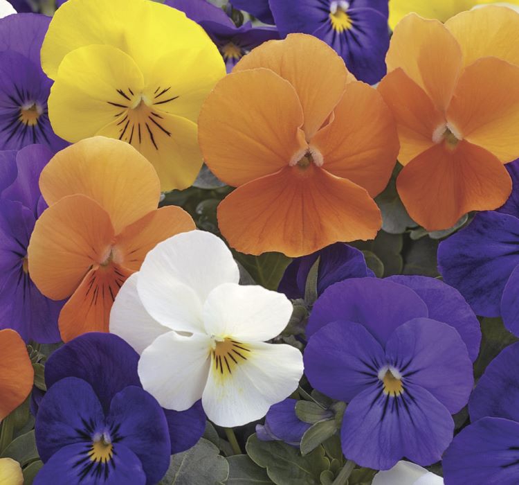 Menekşe Çiçeği Tohumu ( Mini Mini Çiçekli ) Karışık Renkli - 8 Tohum