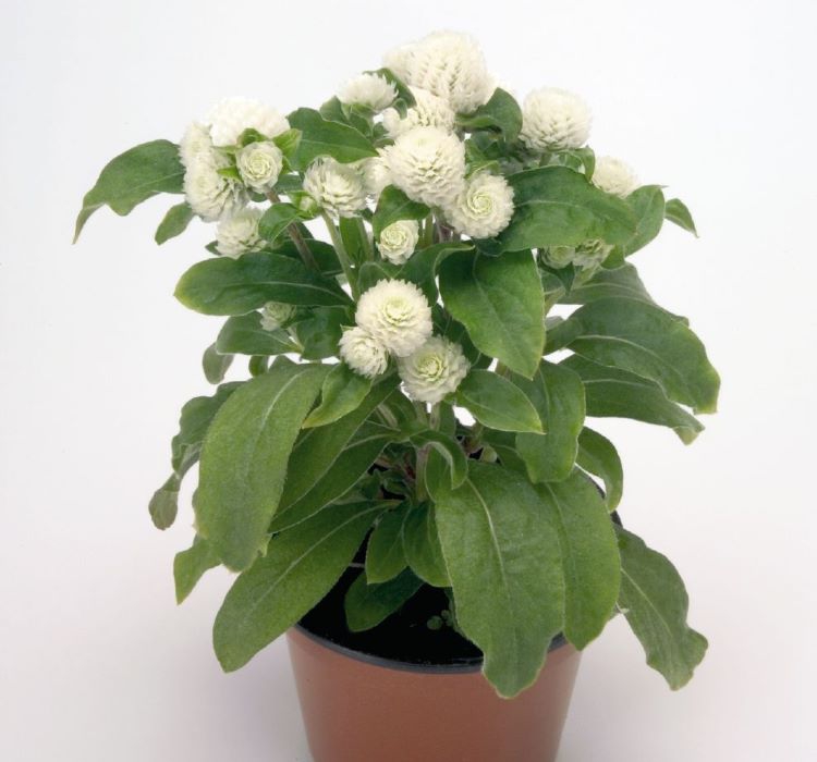 Medine Düğmesi Tohumu ( İri Çok Çiçekli ) Beyaz Renkli - 30 Tohum