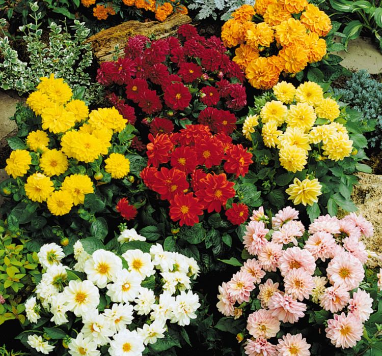 Yıldız  Dahlia Çiçeği Tohumu ( Bodur Mini Çiçekli ) Karışık Renkli - 5 tohum