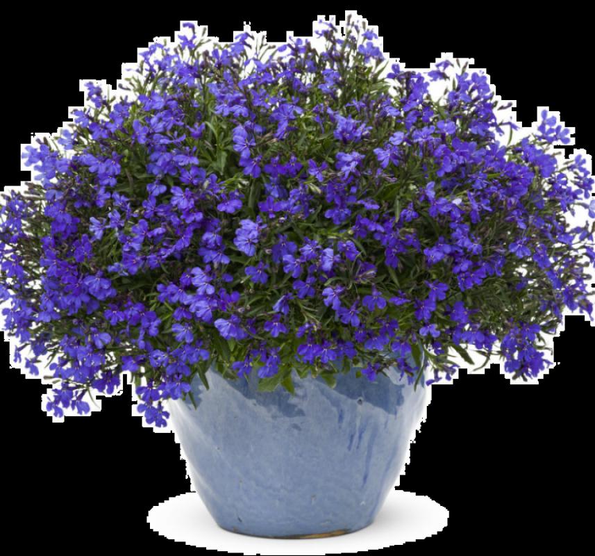 Lobelya Tohumu ( Çok çiçekli ) - Mavi Renkli - 10 Tohum