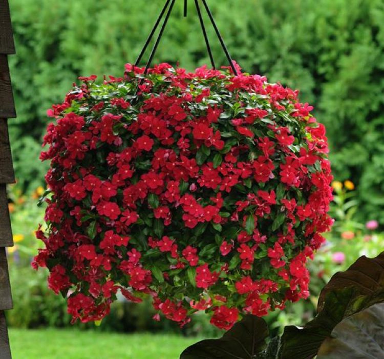 Rozet Çiçeği ( Çok Çiçekli Çok Dallanan ) Koyu Kırmızı Renkli - 15 Tohum