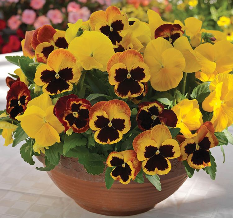 Hercai Menekşe Tohumu ( İri Çiçek, Çift Renk ) Karışık Renkli - 10 Tohum