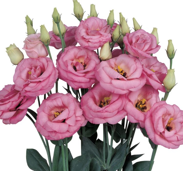 Lisianthus Tohumu ( Lale Gül ) İri Çiçek Serisi - PEMBE ( 5 Tohum )