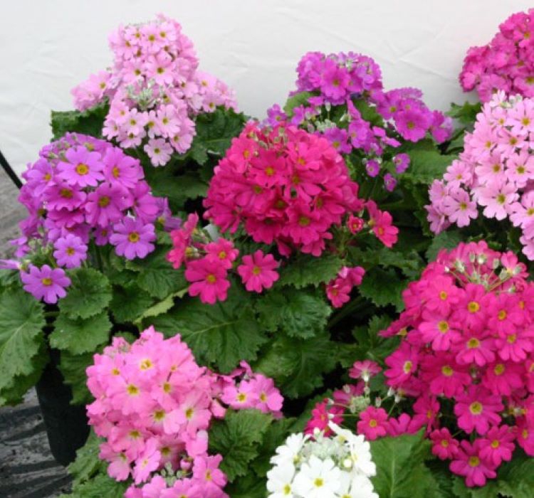 Onbir Ay Çiçeği Tohumu ( Büyük, Çift Renkli ) Karışık Renkli - 5 Tohum