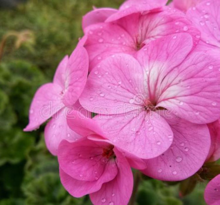 Sardunya Tohumu ( Büyük Çiçek, Kokulu Yaprak ) Pembe Renkli - 5 Tohum