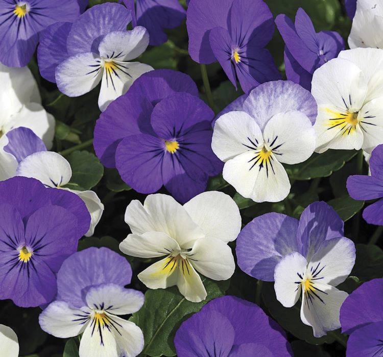 Menekşe Çiçeği Tohumu ( Mini Mini Çiçekli ) Karışık Renkli - 8 Tohum