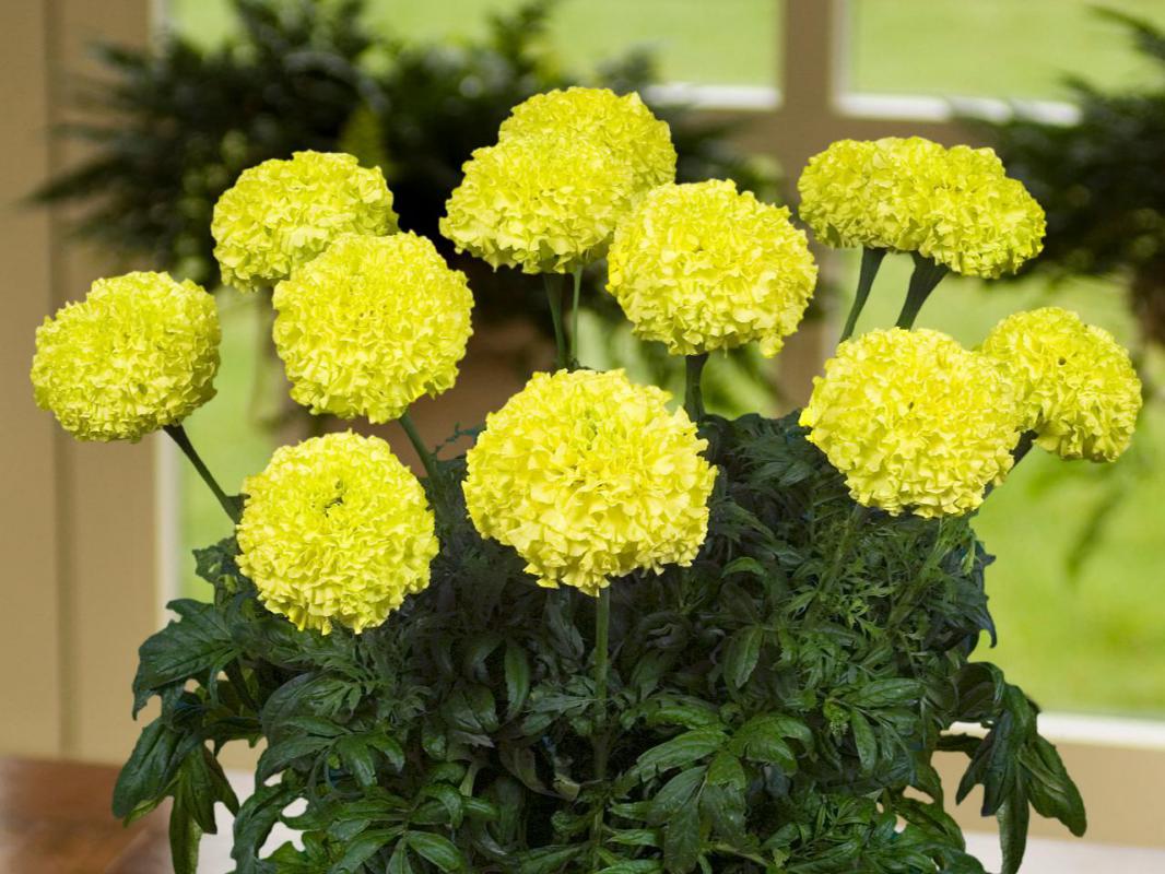 Kadife Çiçeği ( Marigold Büyük Çiçek ) Sarı Renkli - 10 Tohum