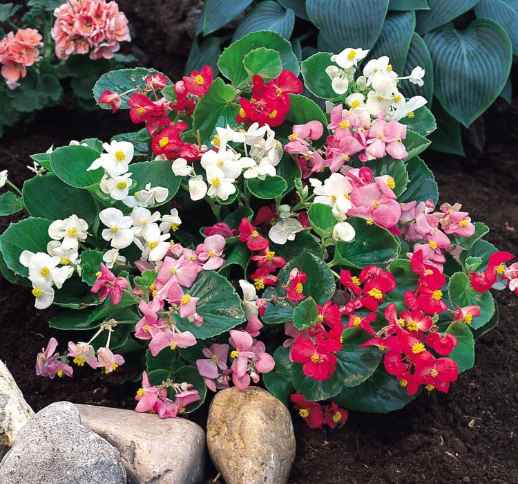 Şeker Begonya Tohumu Banga - Karışık Renkli ( 20 Tohum )