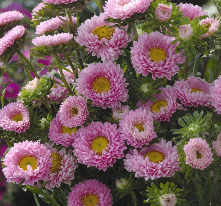 Kasımpatı Çiçeği Tohumu ( Uzun boylu, Kesimlik ) Pembe Renkli - 5 Tohum