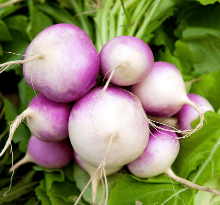 ŞALGAM ( ÇOKLU TOHUM ) - 5 Gram