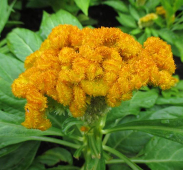 Horoz İbiği Tohumu ( Balta Geniş Çiçek ) - Sarı Renkli - 40 Tohum