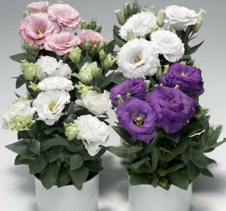 Lisianthus ( Lale Gül ) Julyet Serisi - MAVİ ( 5 Tohum )