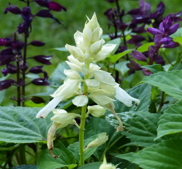 Ateş Çiçeği Tohumu ( Bodur Çok Çiçekli ) Beyaz Renkli - 15 Tohum