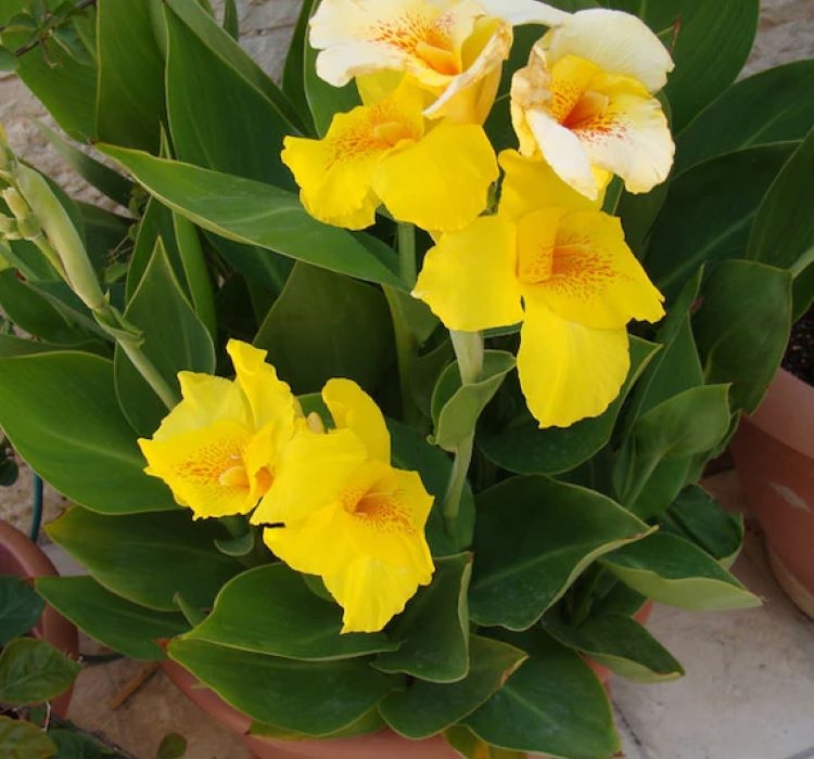 Canna - Tesbih Çiçeği - SARI ( 1 Tohum )