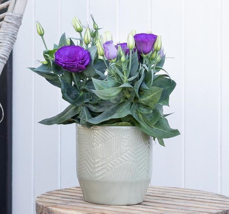 Lisianthus ( Lale Gül ) Julyet Serisi - MAVİ ( 5 Tohum )