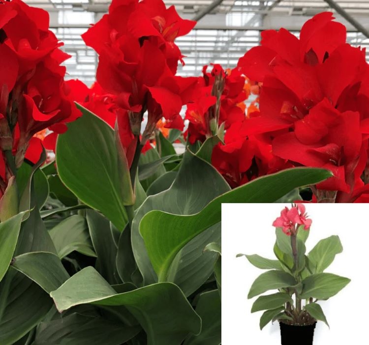 Canna - Tesbih Çiçeği - KIRMIZI ( 1 Tohum )