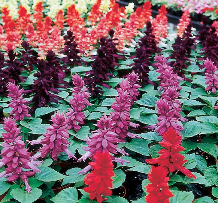 Ateş Çiçeği Tohumu ( Bodur Çok Çiçekli ) Leylak Renkli - 15 Tohum