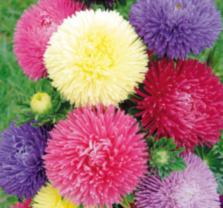 Aster Kasımpatı ( Krizantem ) Mavi Renkli - 20 Tohum