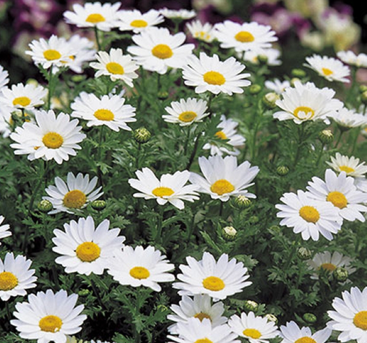 Papatya Kalıcı Alman - BEYAZ ( 15 Tohum )