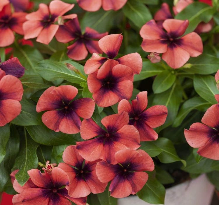 Rozet Çiçeği Tohumu Tattoo Serisi - Turuncu Siyah Renkli ( 5 Tohum )