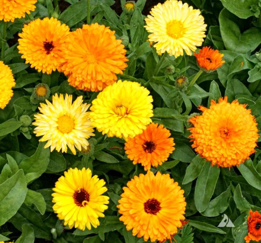 Aynı Sefa Tohumu ( Bon Bon Uzun Boylu ) - Sarı Renkli - 40 Tohum