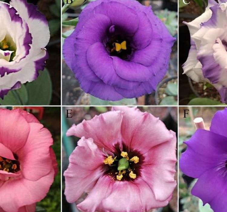 Lisianthus Çiçeği Tohumu ( Katmerli, Bodur ) Mavi Renkli - 5 Tohum
