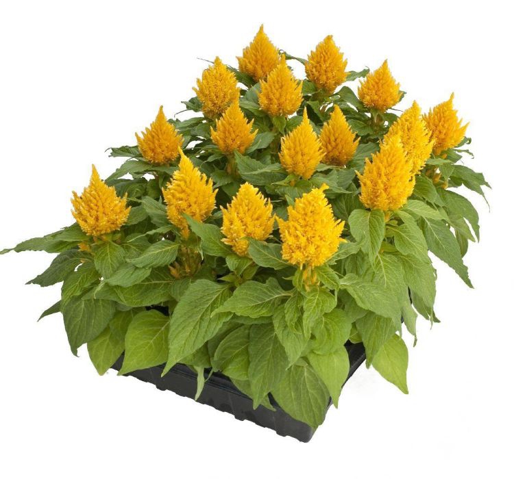 Horoz İbiği Tohumu ( Tüy Uzun Boylu ) - Sarı Renkli - 40 Tohum