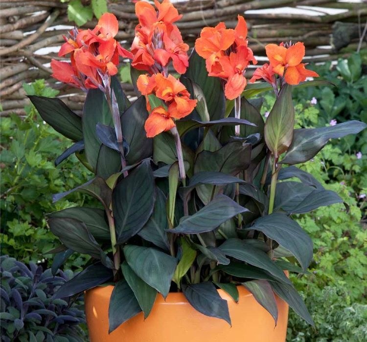 Canna - Tesbih Çiçeği - Bronz Yaprak - TURUNCU ( 1 Tohum )