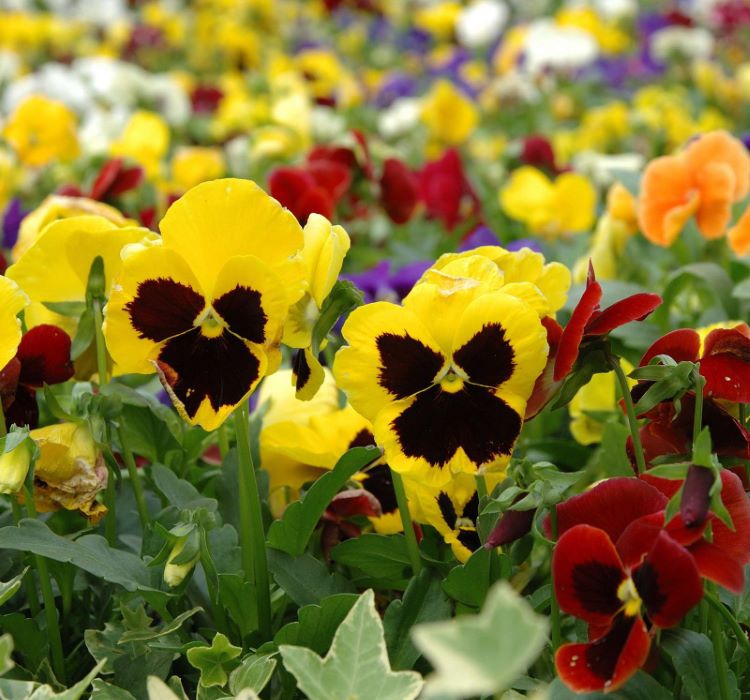 Hercai Menekşe Tohumu ( İri Çiçek, Çift Renk ) Karışık Renkli - 10 Tohum