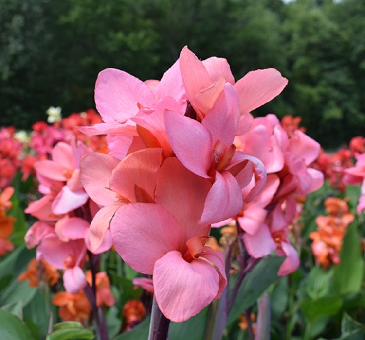 Canna - Tesbih Çiçeği - MANGO ( 1 Tohum )