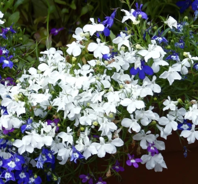 Lobelya Tohumu ( Çok çiçekli ) - Beyaz Renkli - 10 Tohum