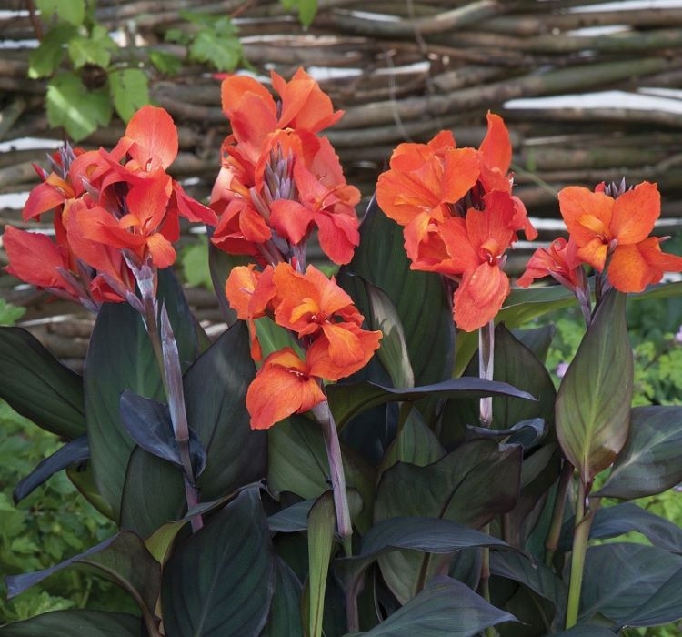 Canna - Tesbih Çiçeği - Bronz Yaprak - TURUNCU ( 1 Tohum )