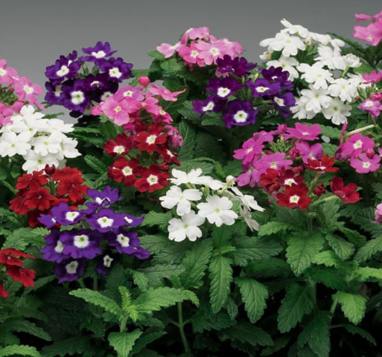 Mine Çiçeği ( Sarkan Çok Dallanan ) Karışık Renkli - 10 Tohum