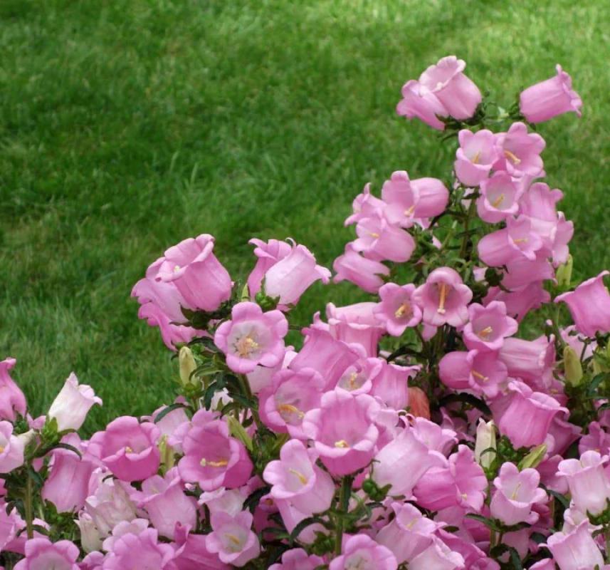 Çan Çiçeği Tohumu ( Mini Maviş ) Pembe Renkli - 5 Tohum